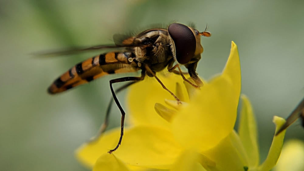 black and yellow bee perched on yellow flower in close up photography during daytime