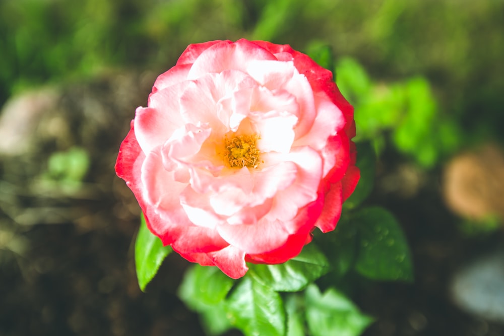 pink flower in tilt shift lens