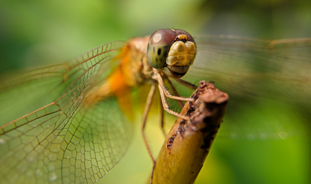 yellow and brown dragonfly on brown stick