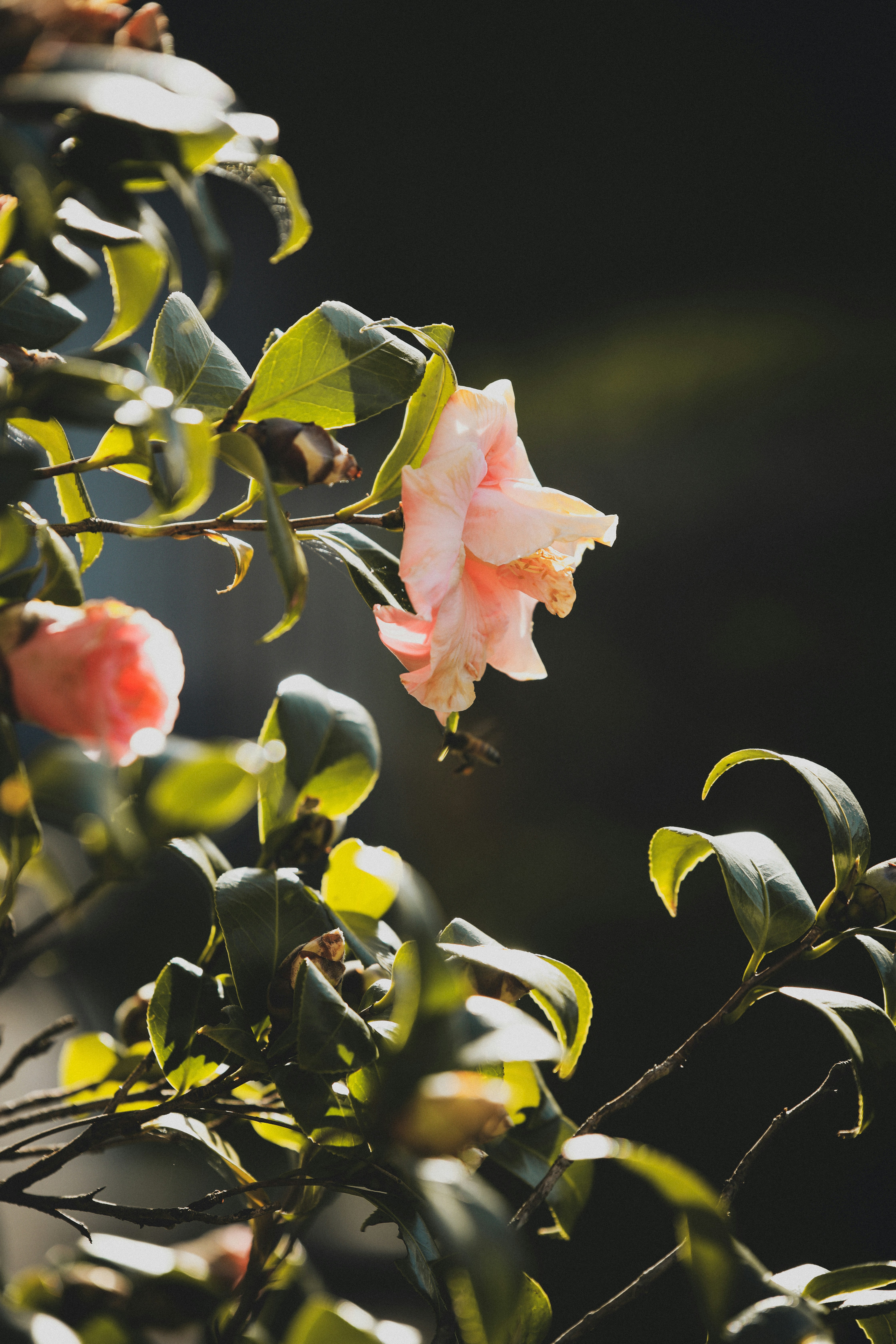 Photo by _carolineattwood