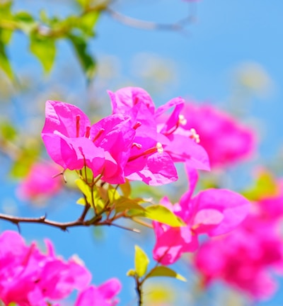 pink flower in tilt shift lens