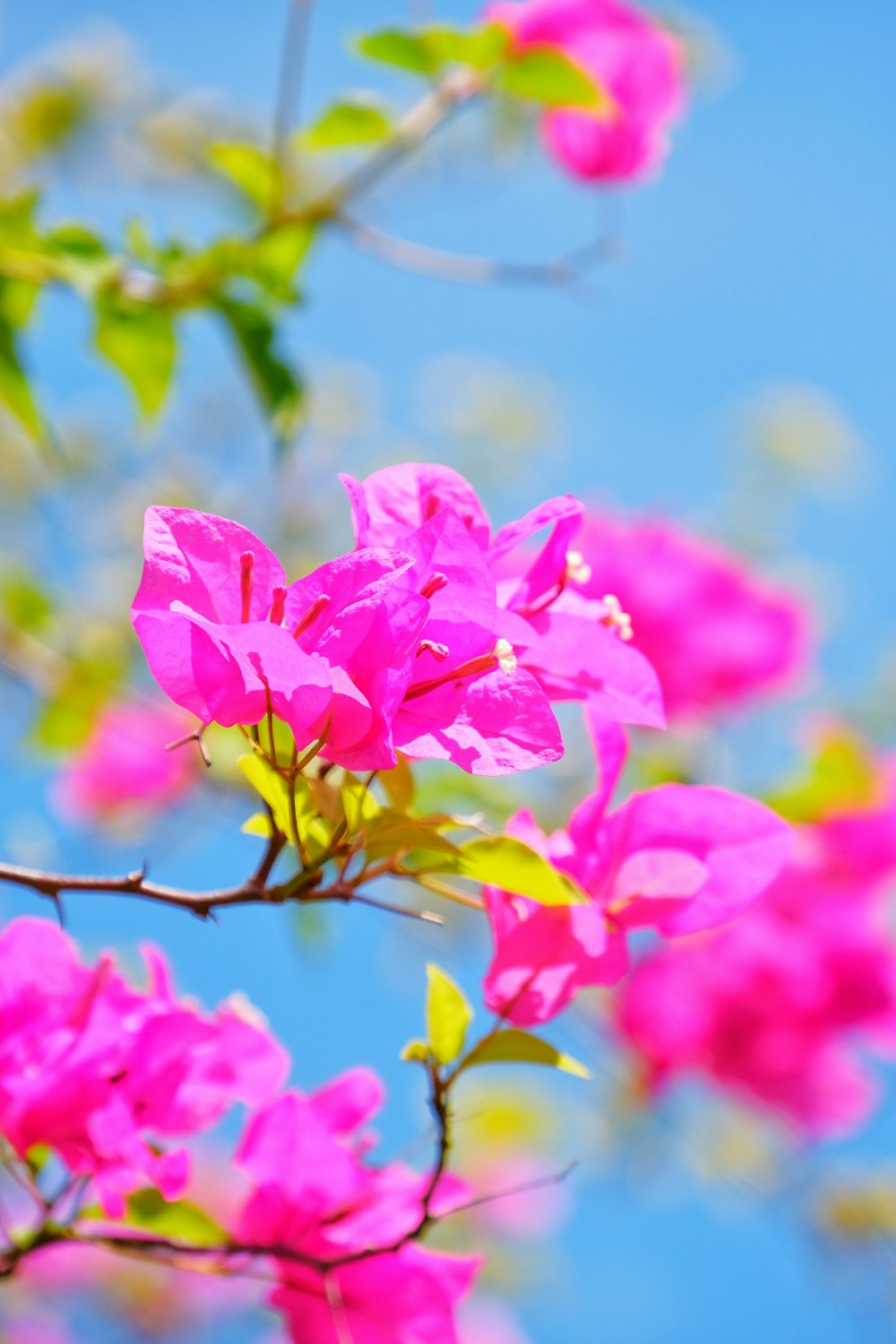 flor rosa na lente tilt shift