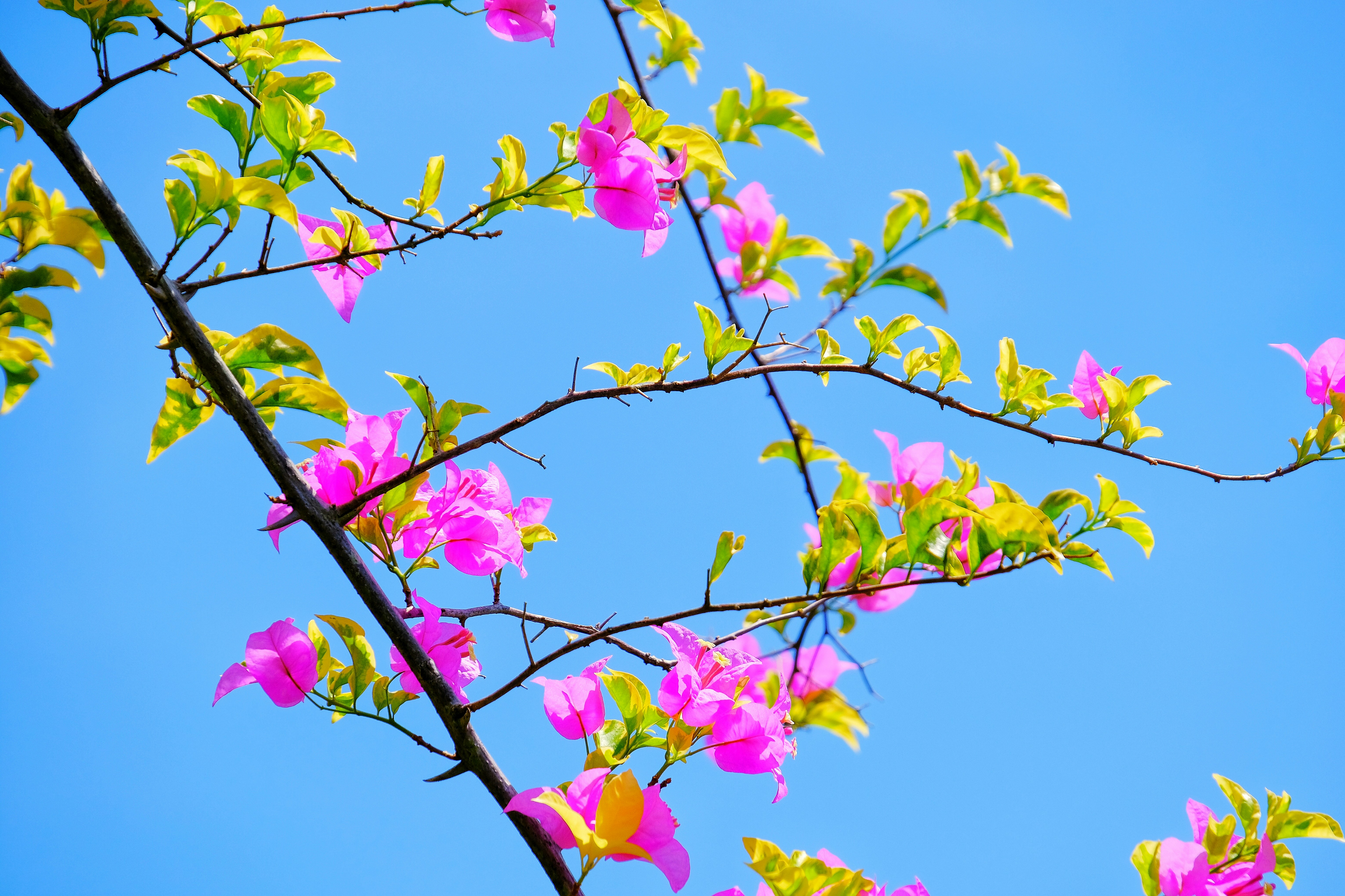 pink and green flower under blue sky during daytime