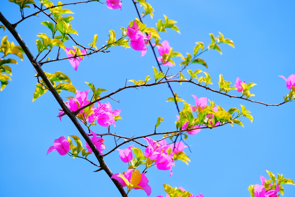 rosa und grüne Blume unter blauem Himmel tagsüber