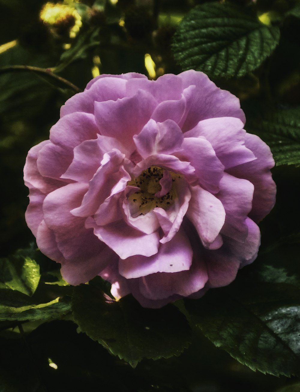 pink flower with green leaves