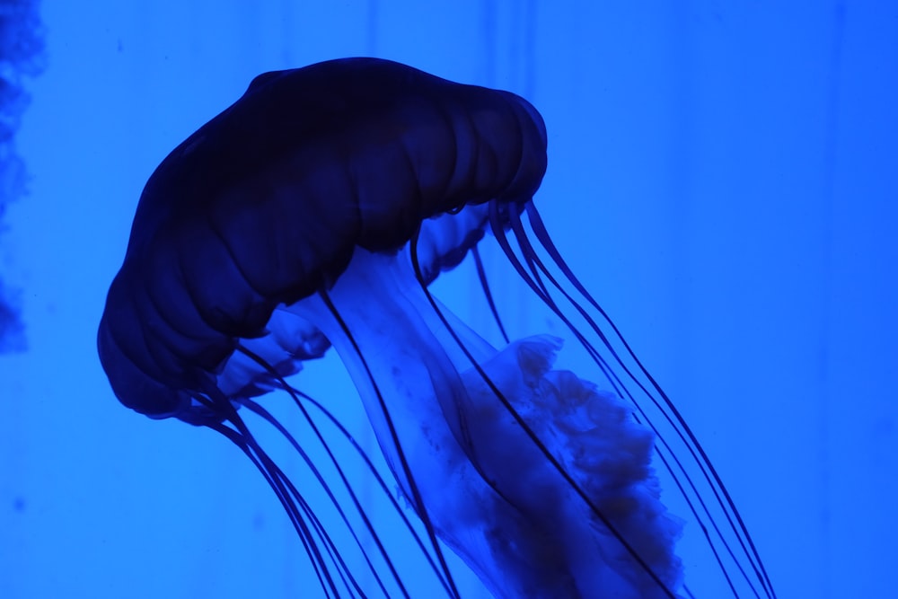 Medusas azules y blancas en el agua