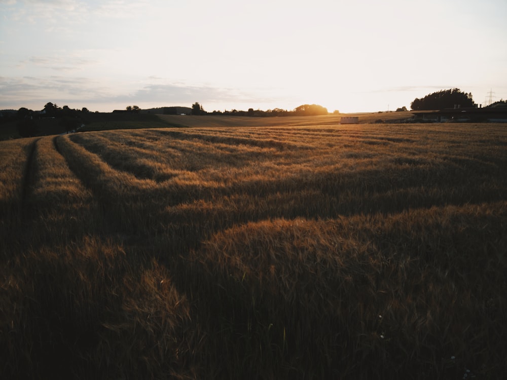 brown grass field during daytime