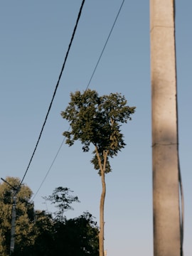 A tall, slender tree with a dense cluster of leaves at the top stands isolated against a clear blue sky. A utility pole with power lines extends vertically in the foreground, creating a contrasting line against the natural background.