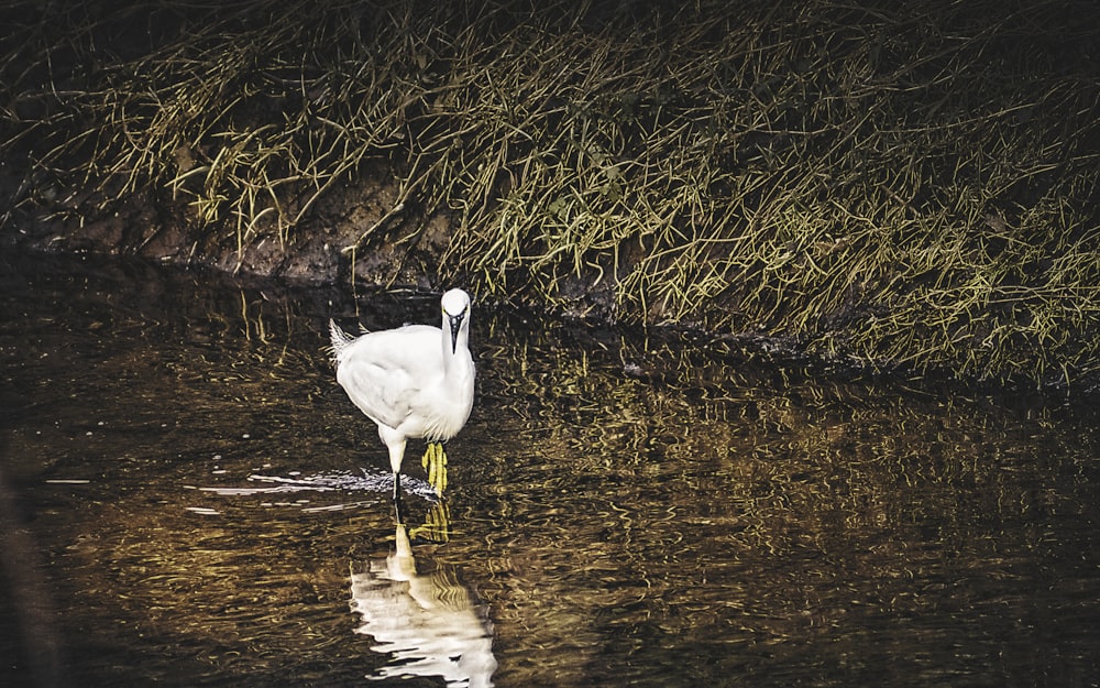 white swan on water during daytime