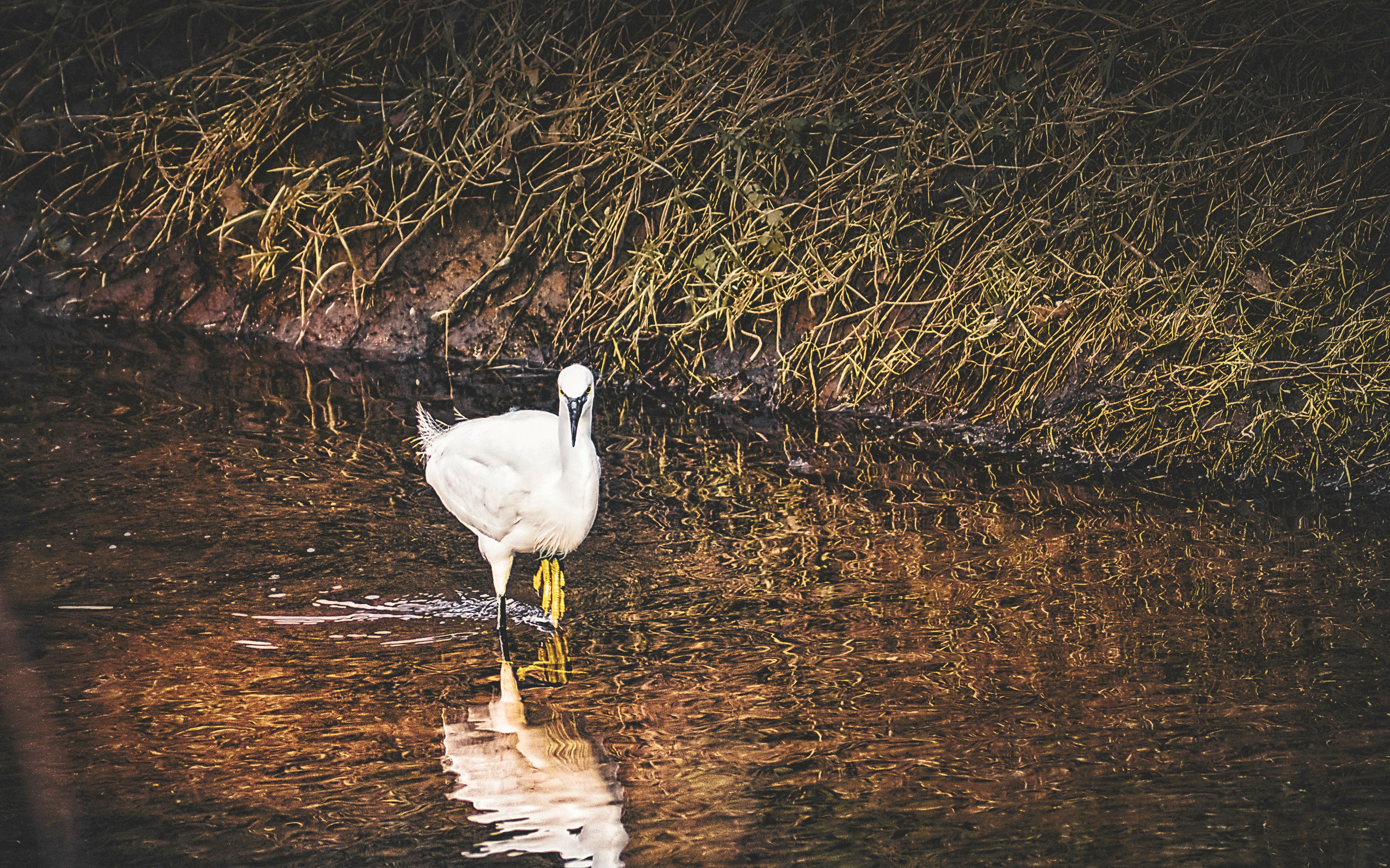 white swan on water during daytime