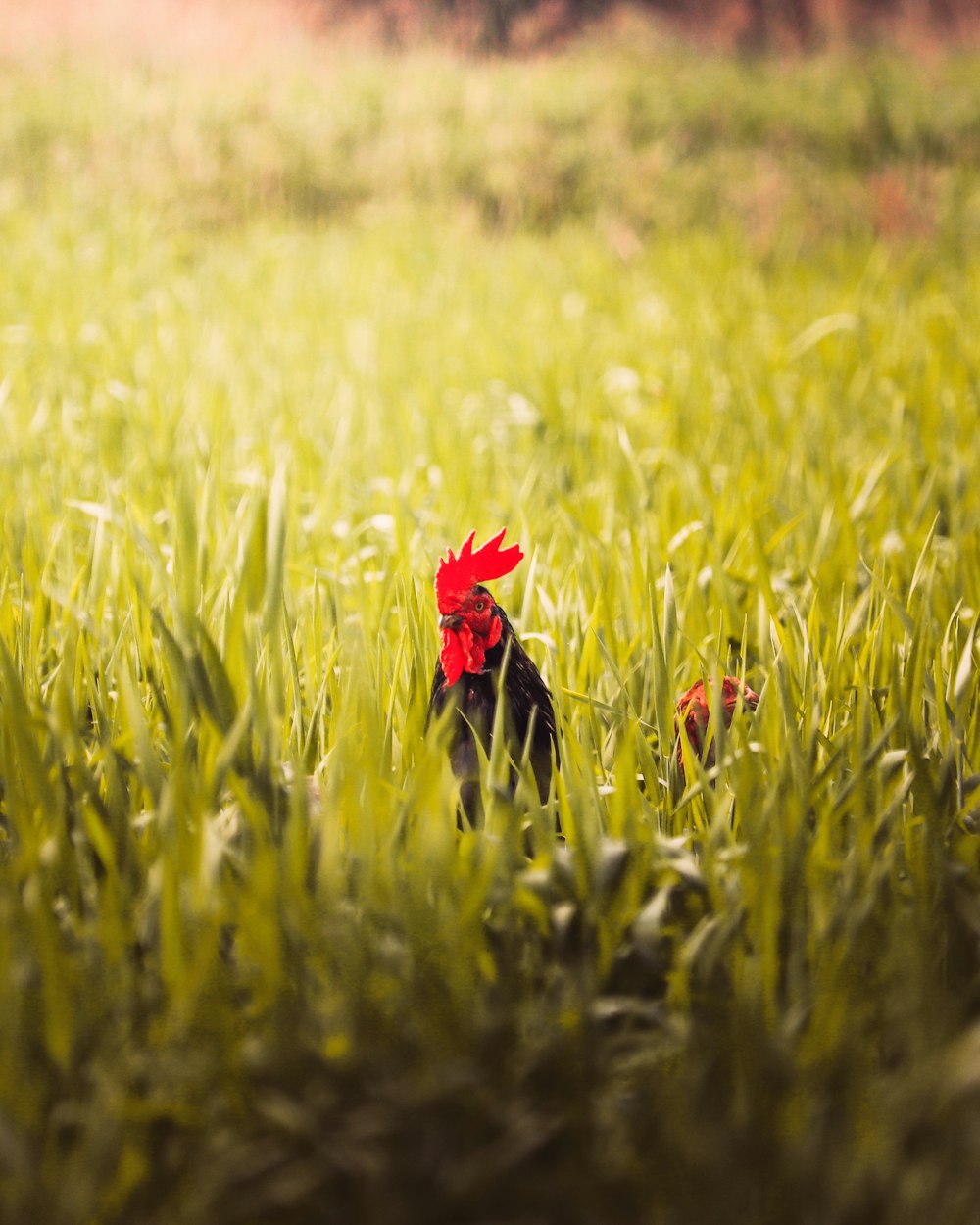 red flower on green grass field during daytime