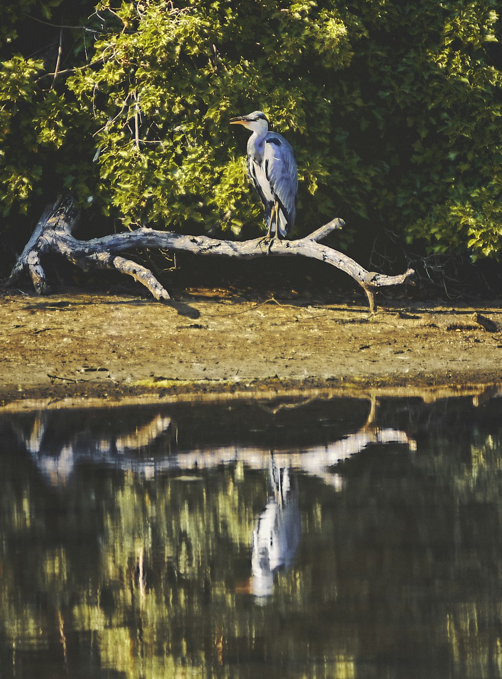 낮 동안 호수 근처의 갈색 나뭇가지에 회색 새