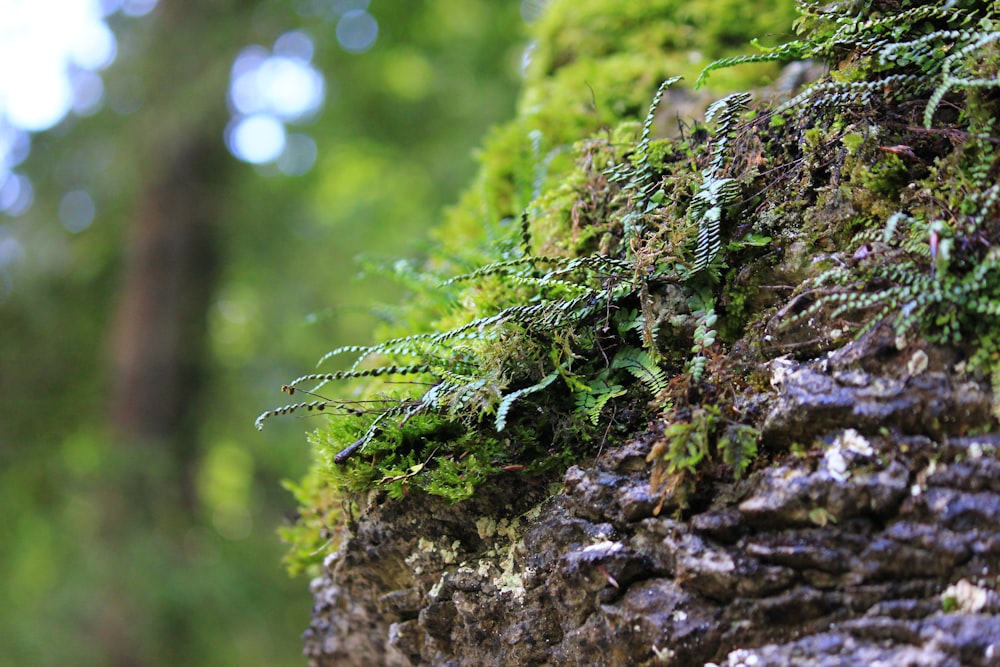 green moss on brown tree trunk