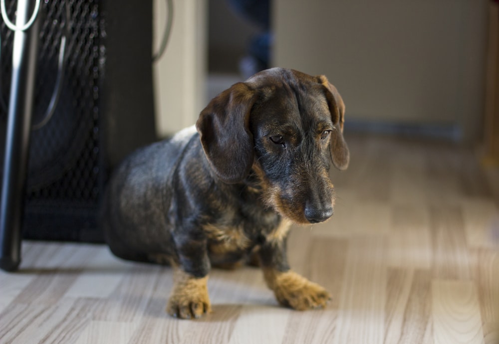 brown and black short coated puppy on brown wooden floor