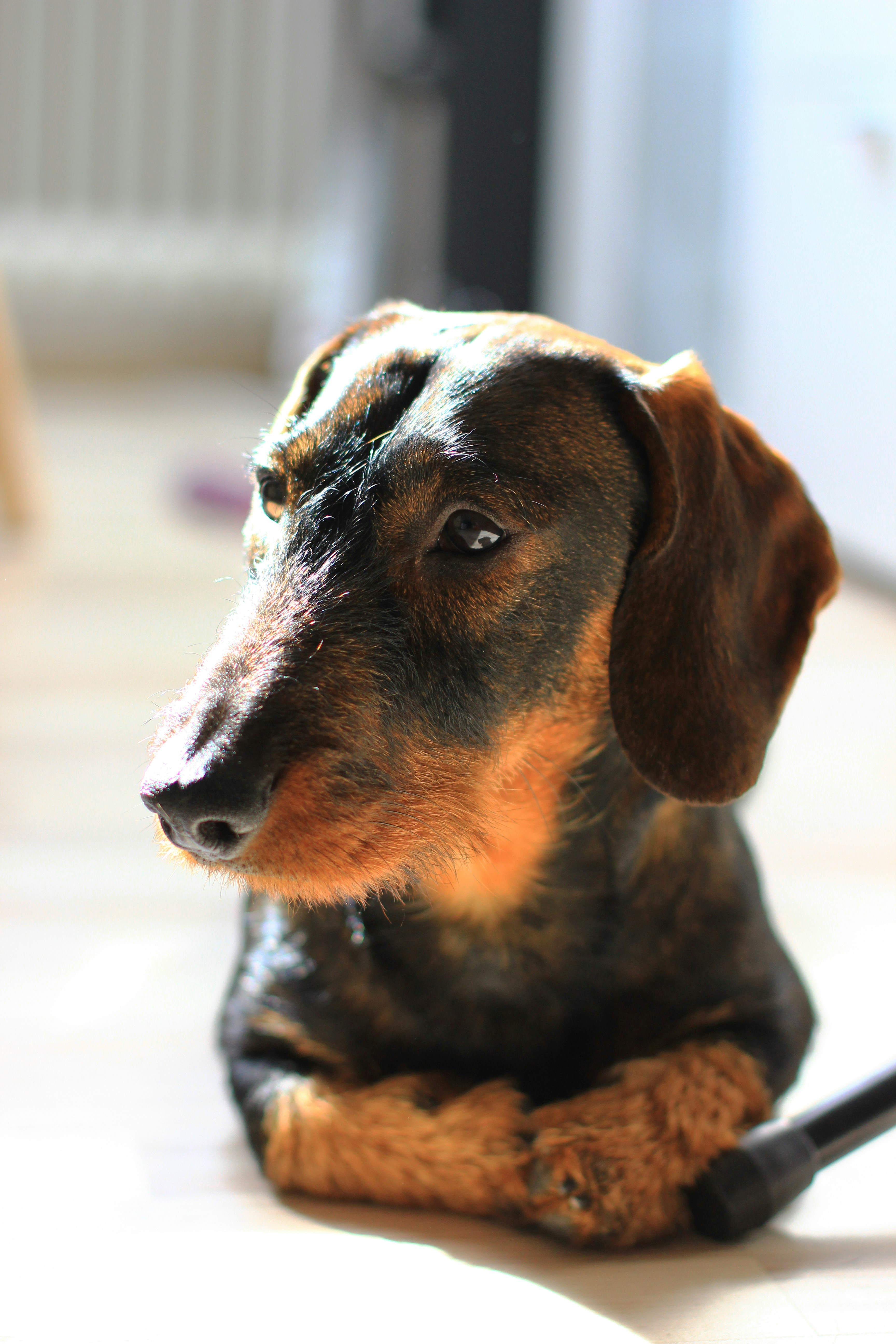 Breeds Of Sausage Dog