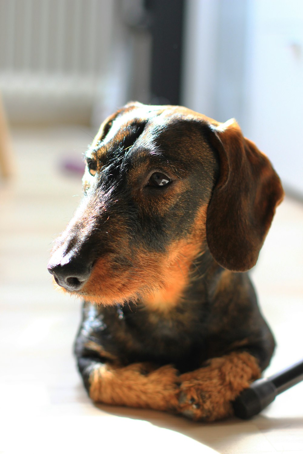 black and brown short coated dog