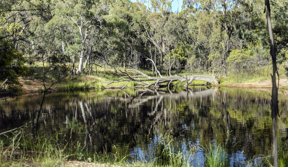 green trees beside river during daytime