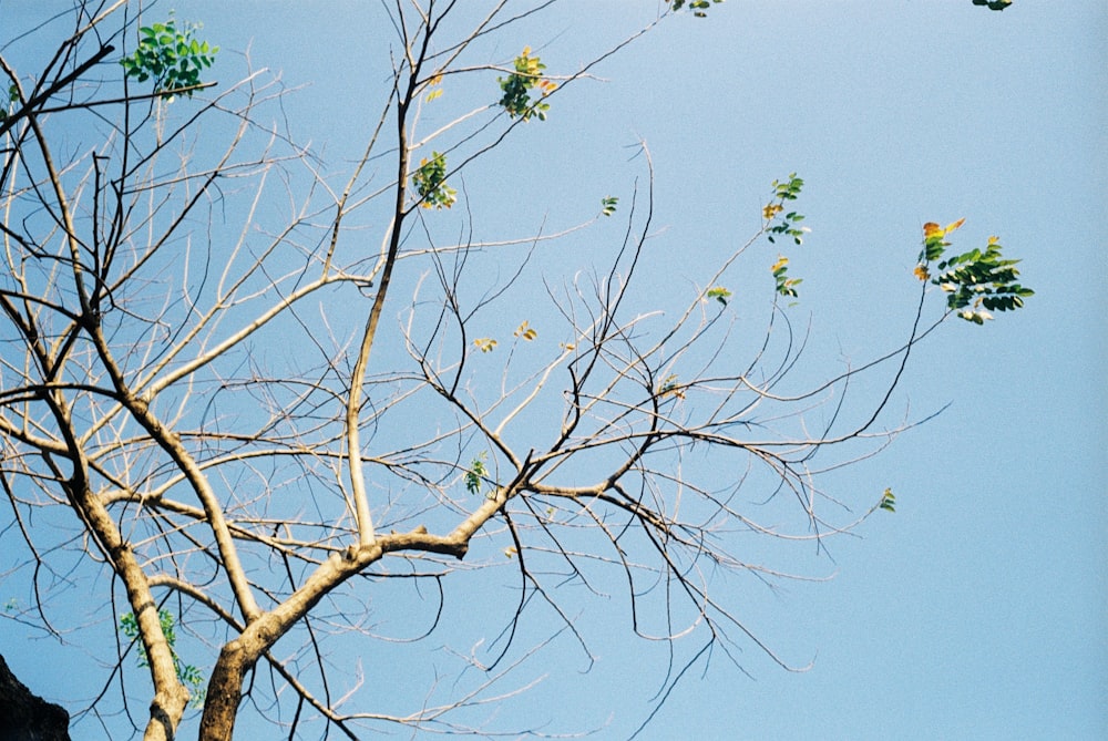 green leaves on brown tree branch