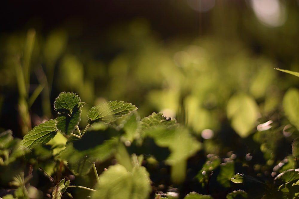 green plant in tilt shift lens