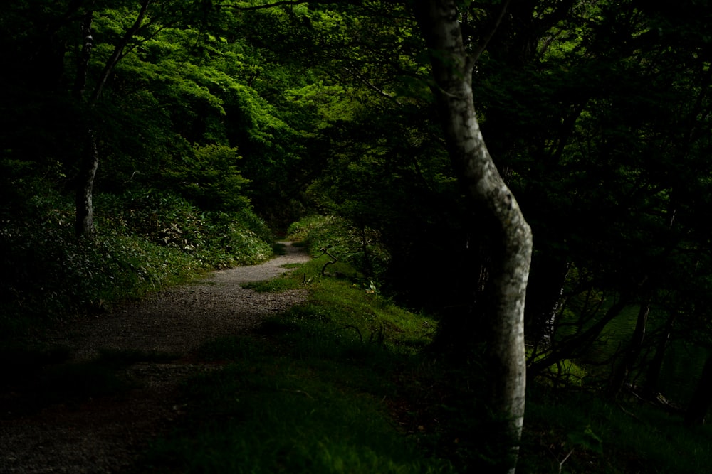 alberi verdi su campo di erba verde durante il giorno