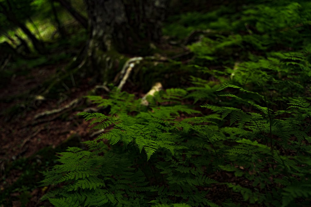 green moss on brown tree trunk