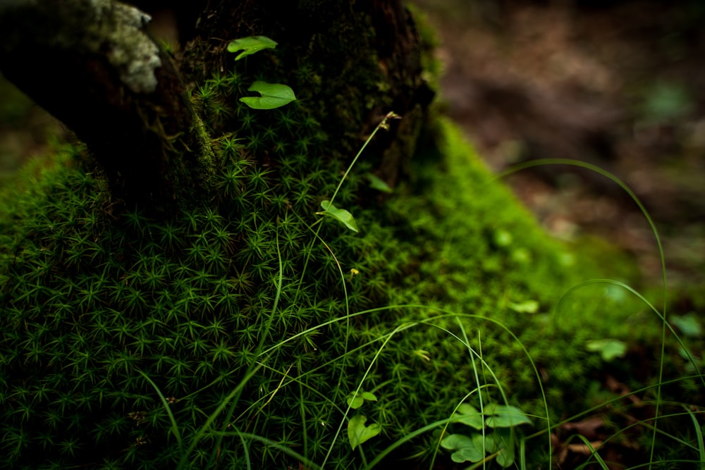 musgo verde no tronco marrom da árvore