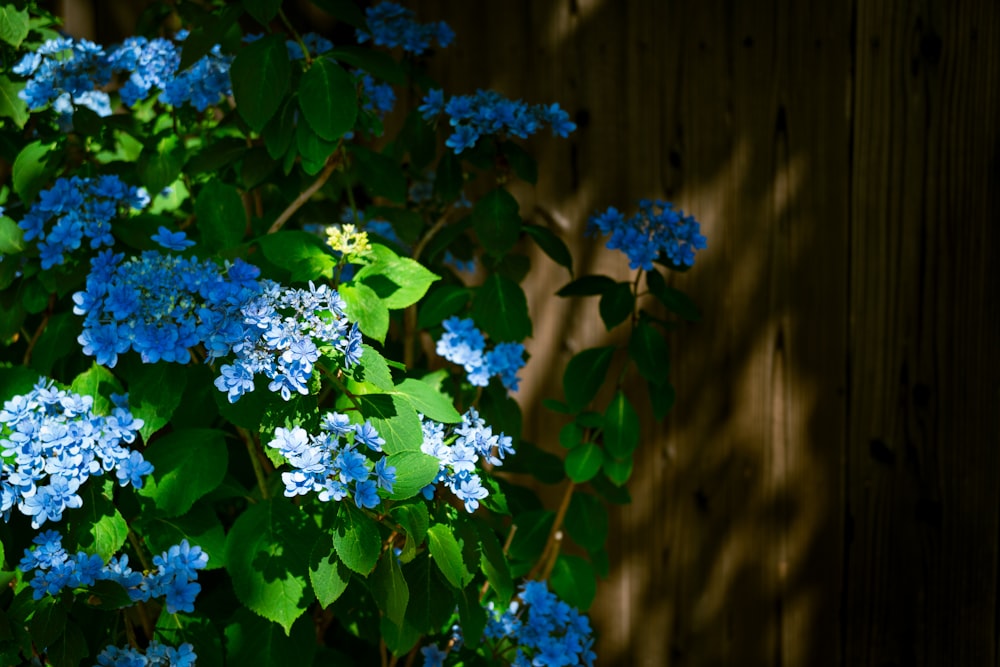 blue flowers with green leaves