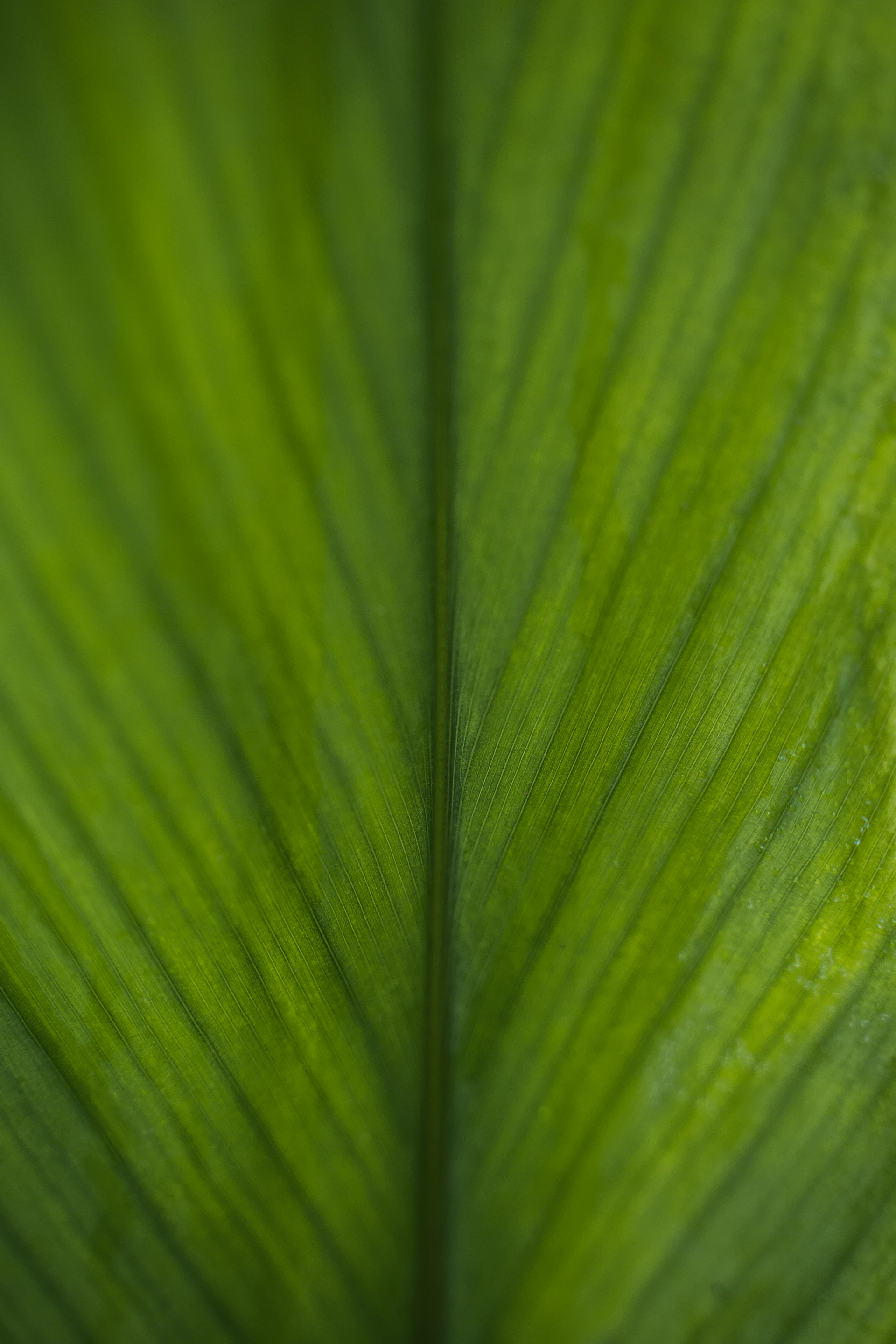 green leaf in close up photography