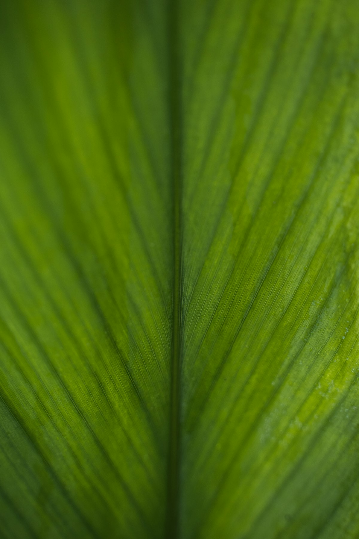Macro of green leaf veins — Debashis RC Biswas on Unsplash