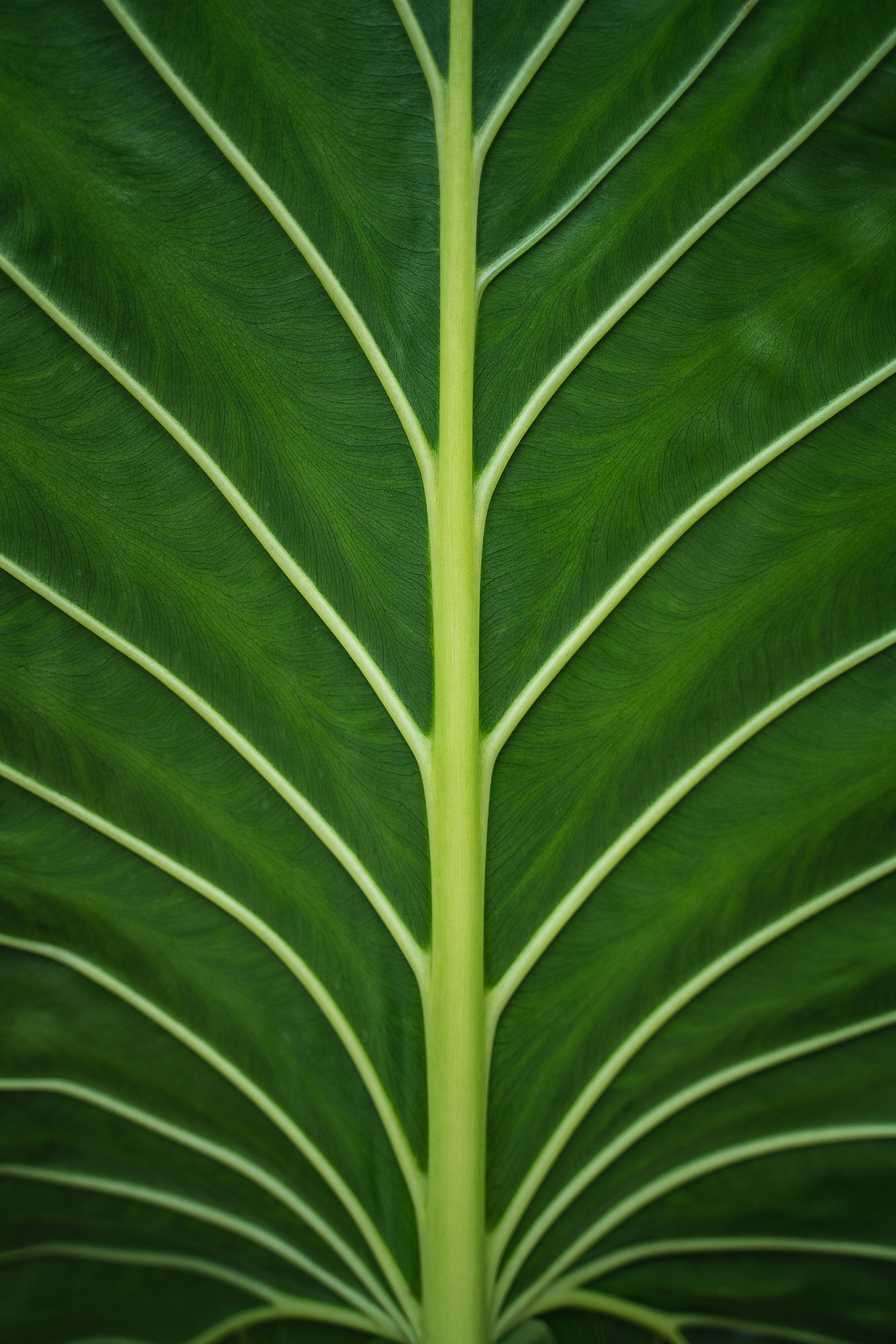 green leaf plant during daytime