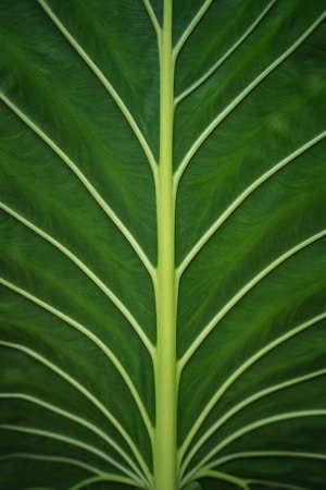 A close-up image featuring the detailed, intricate pattern of a green leaf's veins. The leaf appears vibrant and healthy, with a prominent central vein and multiple smaller veins branching out symmetrically.