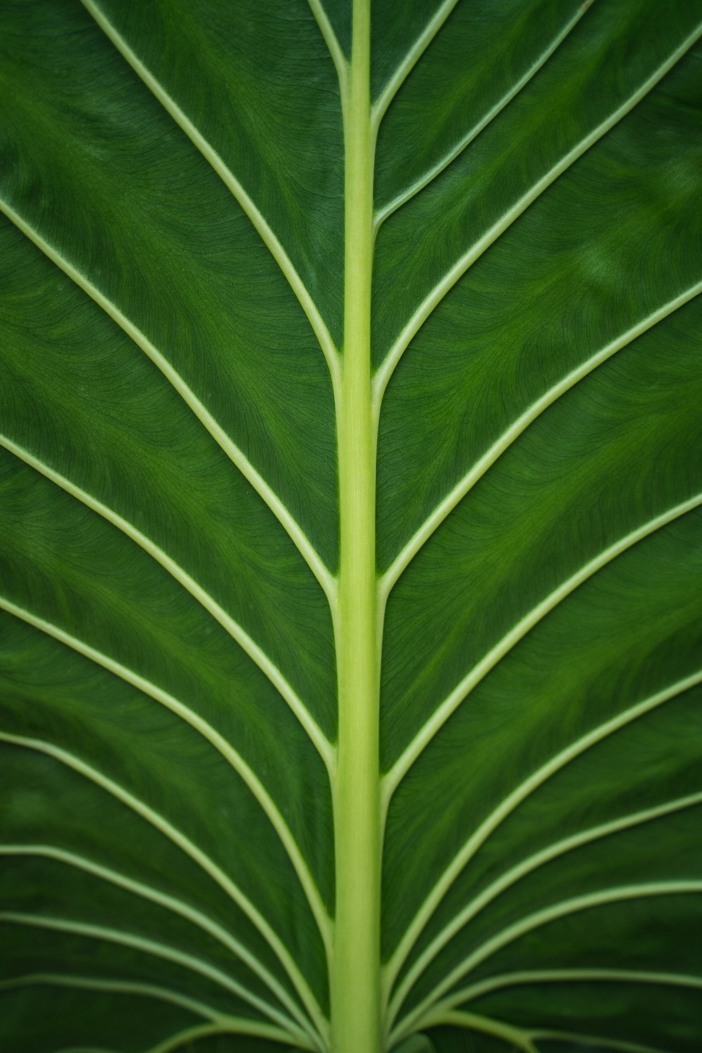 Planta de hoja verde durante el día