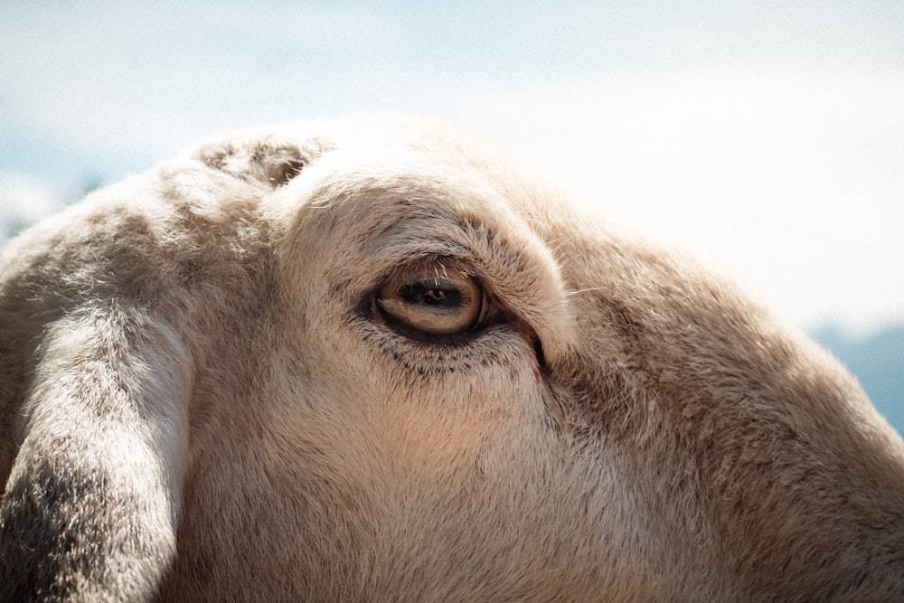 brown and white animal eye