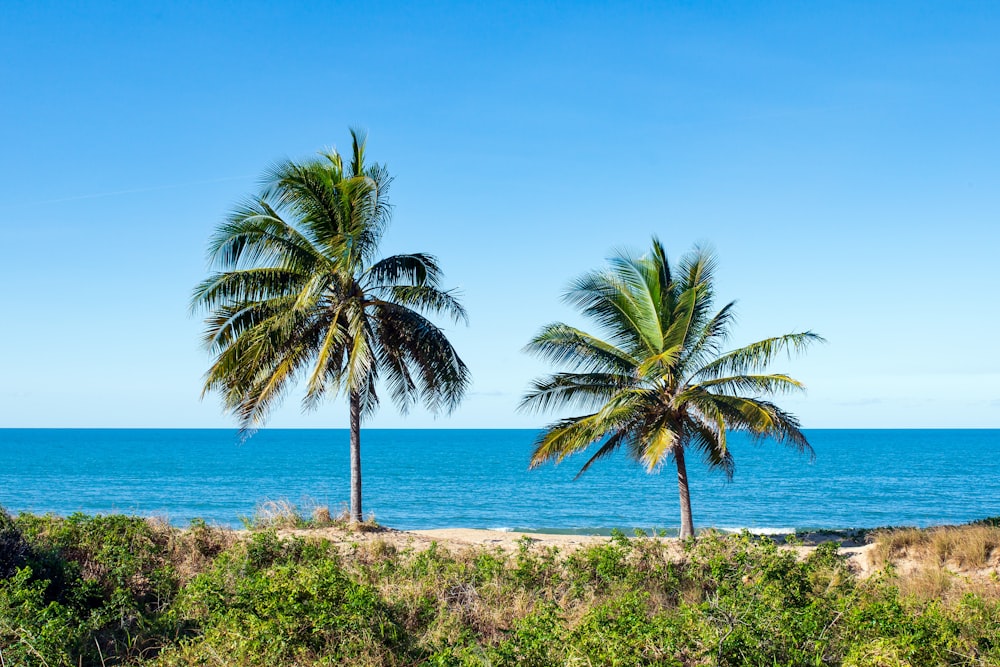 green palm tree near body of water during daytime