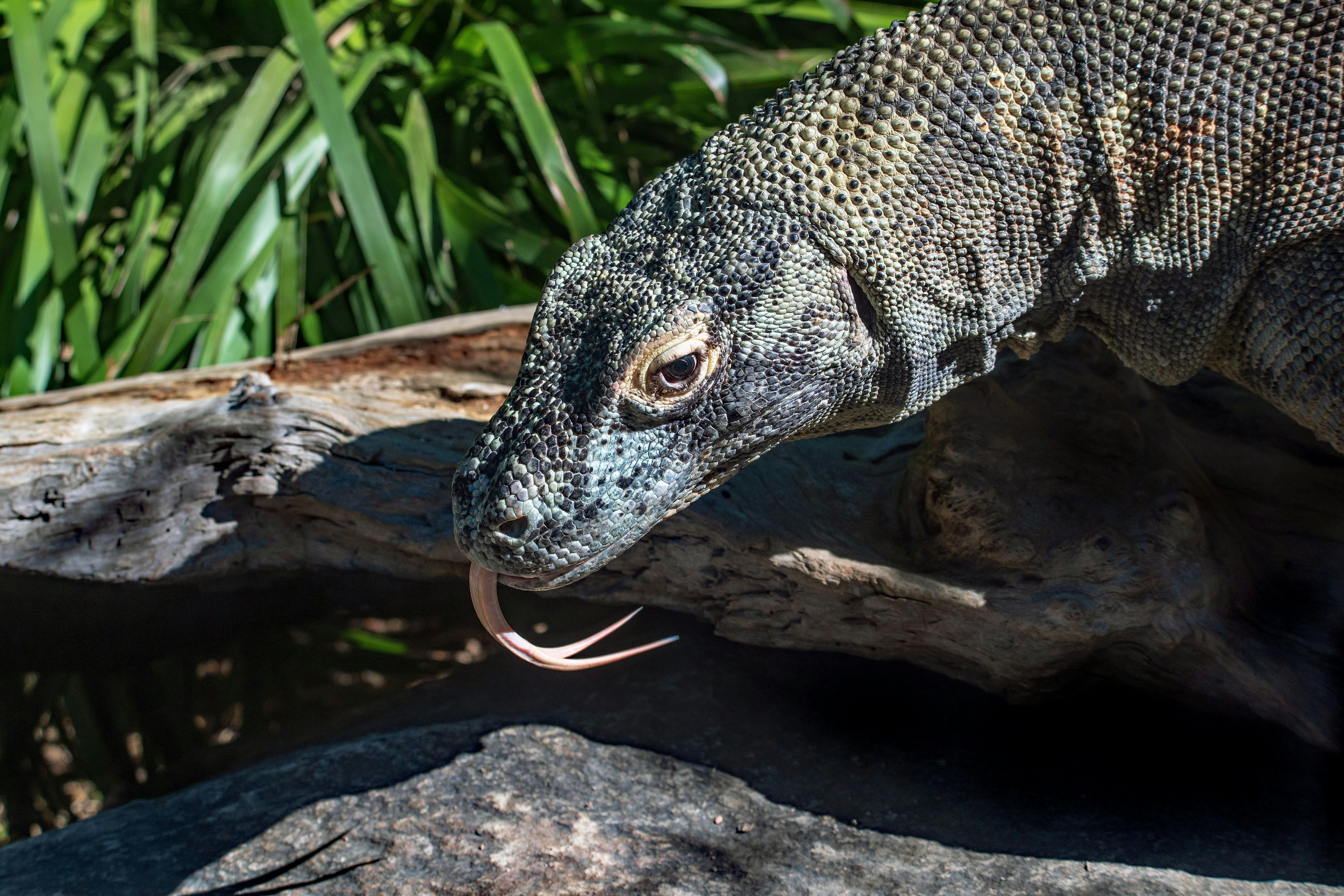 brown and black animal on brown wood log, A Komodo Dragon smelling with its tongue.