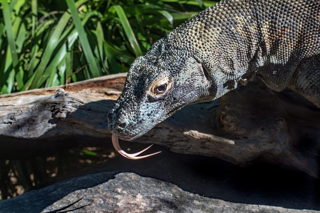 brown and black animal on brown wood log, A Komodo Dragon smelling with its tongue.