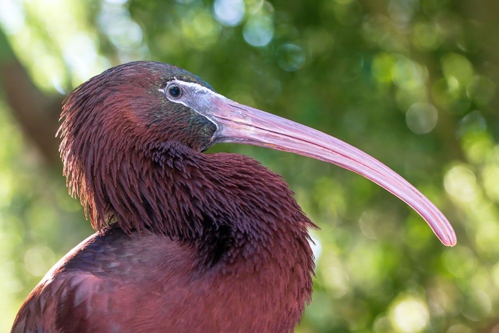 brown and black long beak bird