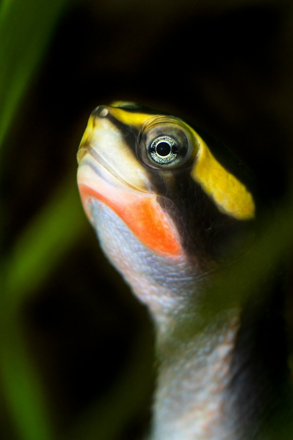 peixes amarelos e pretos na fotografia de perto