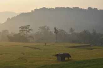 Locals harvesting rice in the fields with the backdrop of a misty morning landscape.
