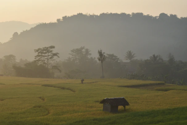 A traditional Balinese farmer tending to his crops in the early morning mist.