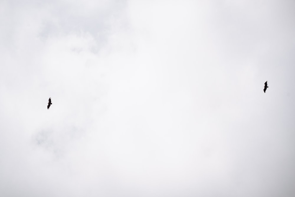 black bird flying under white clouds during daytime