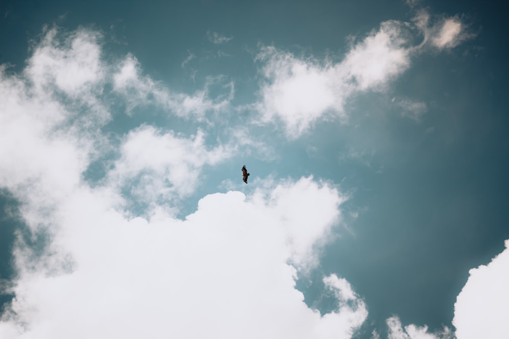 bird flying under blue sky during daytime