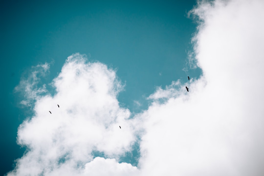 birds flying under blue sky during daytime