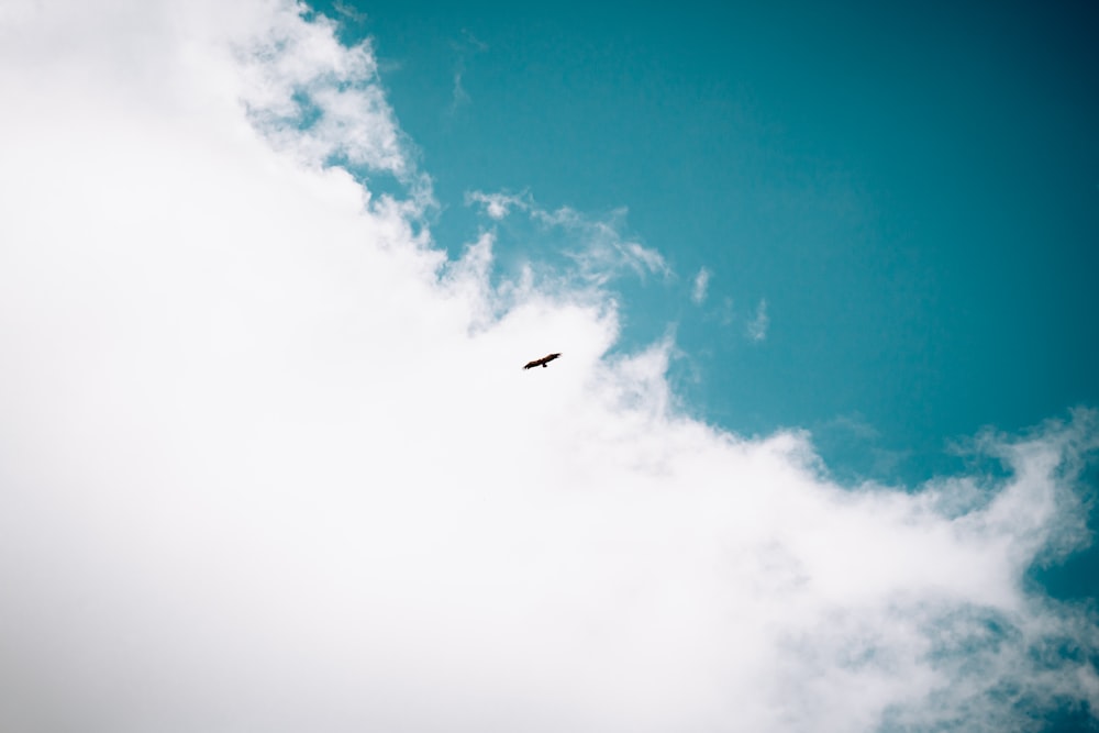 black bird flying under blue sky during daytime