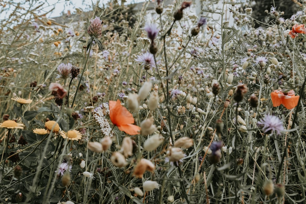 orange and purple flowers during daytime