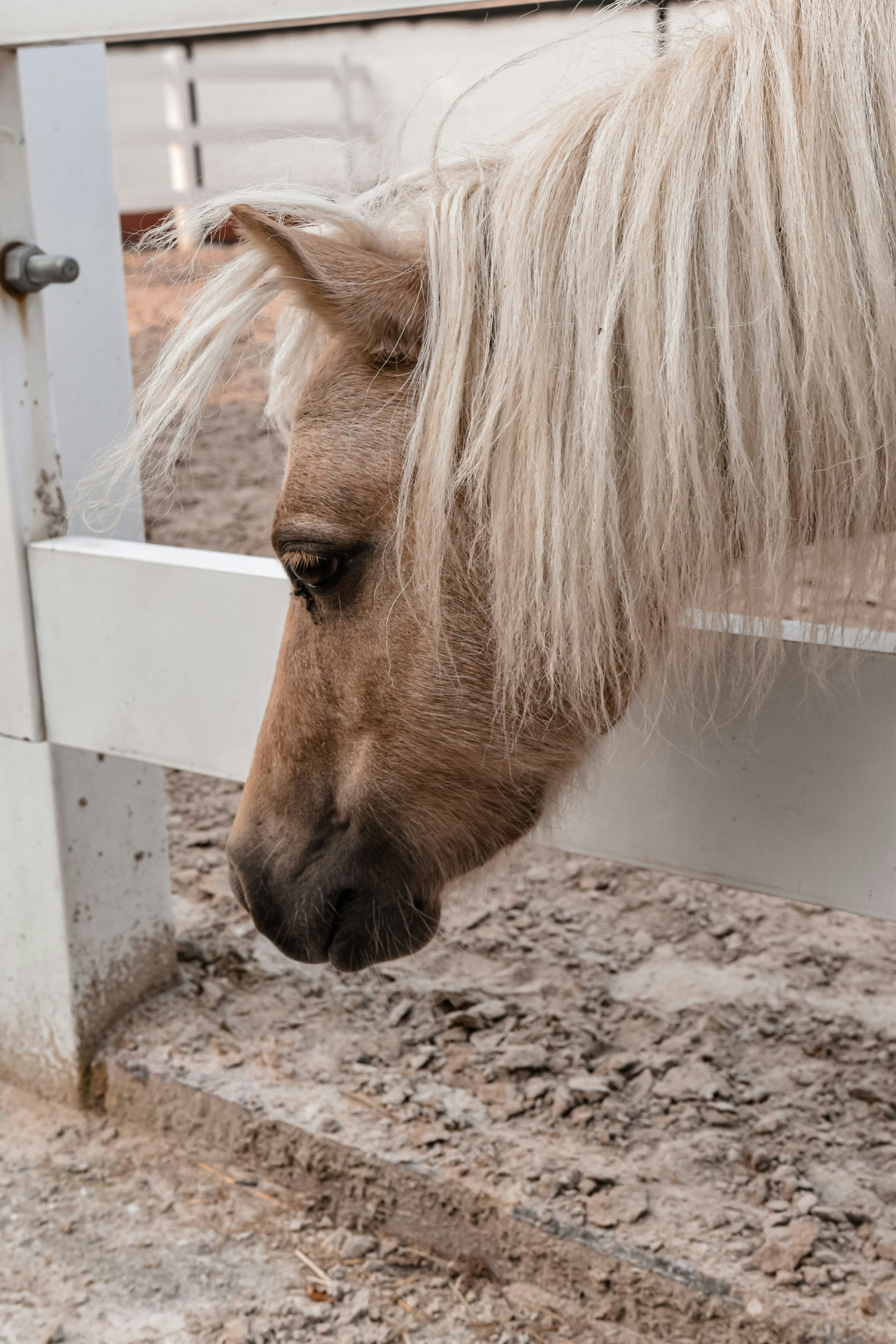 Brauner Pferdekopf tagsüber auf weißem Holzzaun