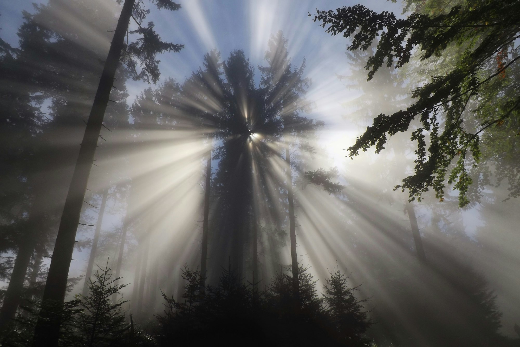 Sunrays come through the trees. On a foggy morning in auturm, in a forest in Upper Austria. Austria, Europe.