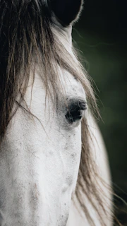 Close-up of a stallion’s intense eyes and flowing mane against a soft background.