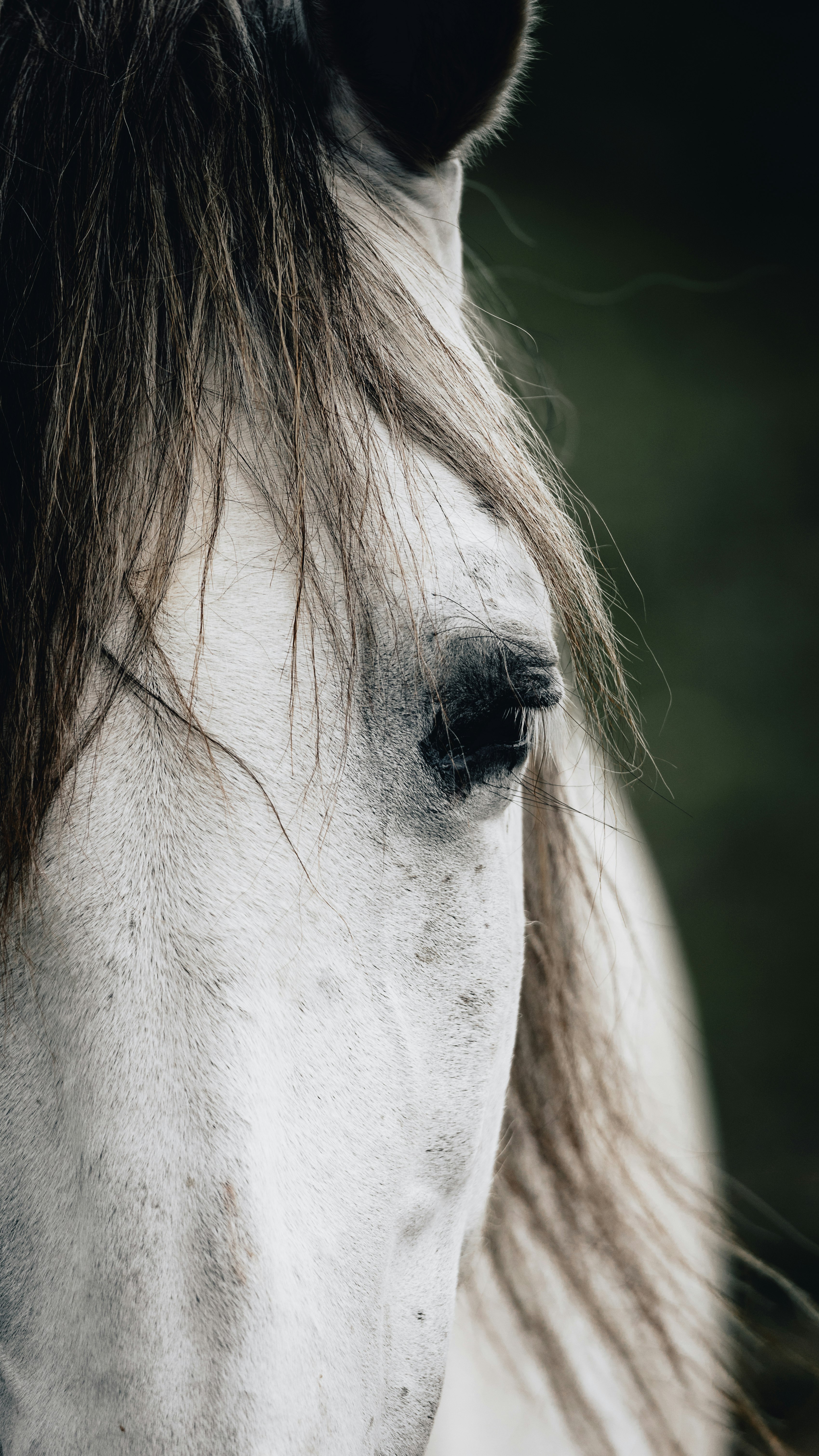 white horse head in close up photography