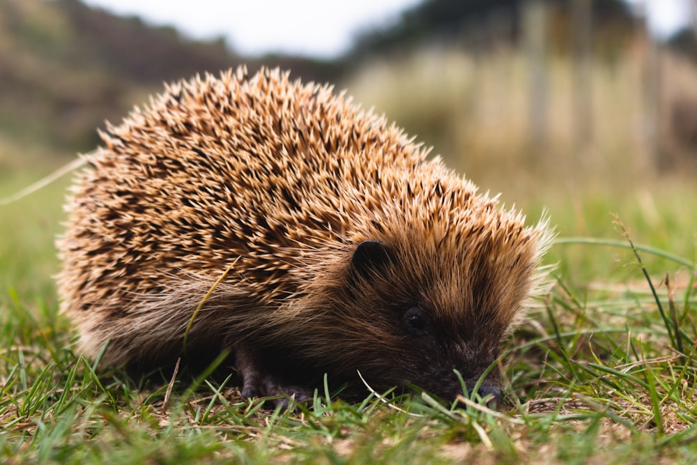 a small hedgehog is walking through the grass